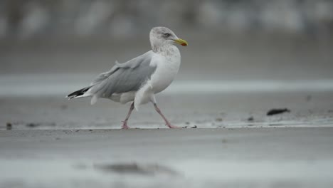 la gaviota gris blanca camina por la playa de arena húmeda en cámara lenta en un día ventoso