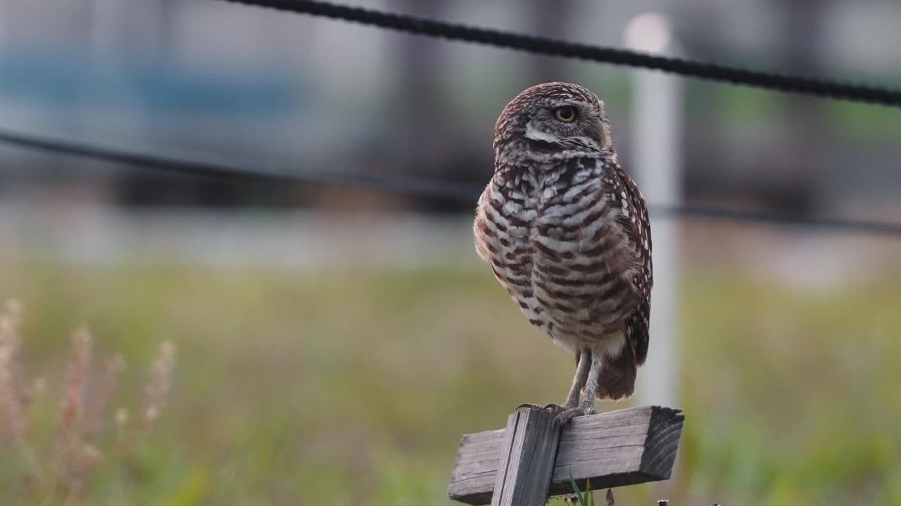 Solitary burrowing owl perched on a pole on Marco Island, Florida