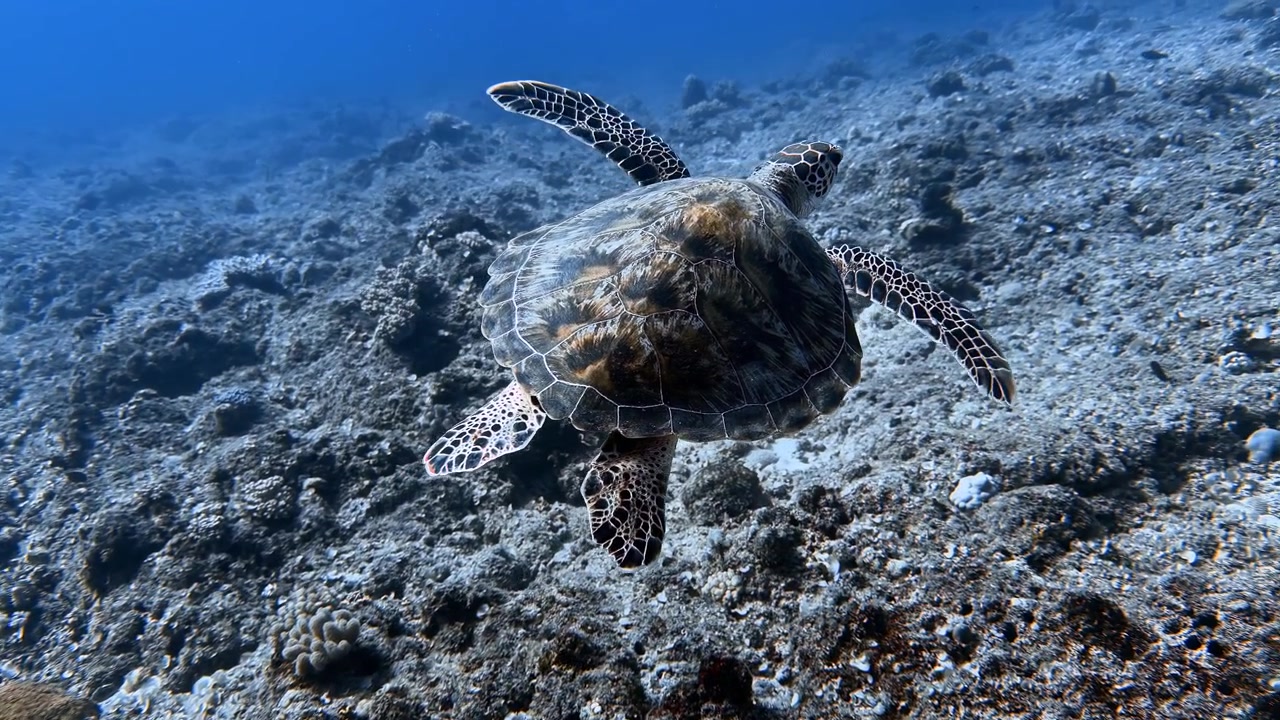 Green turtle swimming above a rocky seabed in Mauritius waters, showcasing marine wildlife, ocean conservation, and tropical underwater adventure in the clear blue sea.