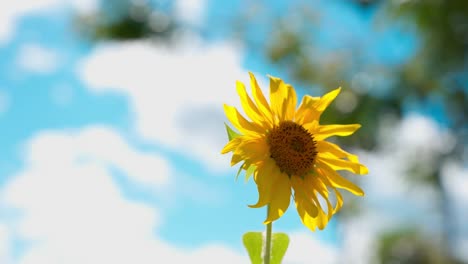 close up of bee flying around the sunflower on a windy day in summer