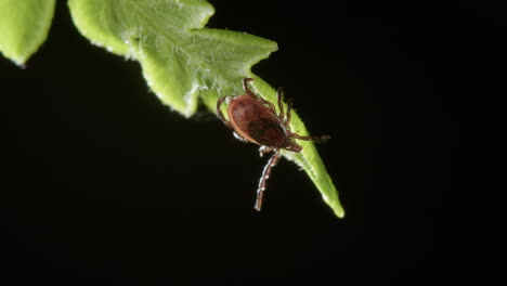 Questing-of-tick-on-leaf-with-its-outstretched-legs,-waiting-to-grab-onto-a-host