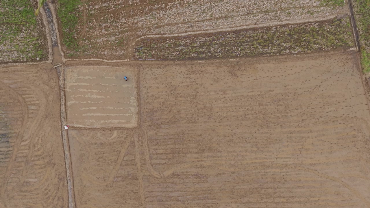 Top View Of A Local Farmer Working In Rice Fields Within A Countryside Farm Village In Saint Bernard, Southern Leyte, Philippines. Aerial Shot