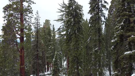 Drone-Aéreo-Ascendiendo-Hacia-Arriba-Sobre-El-Bosque-Gigante-Del-Parque-Nacional-Sequoia