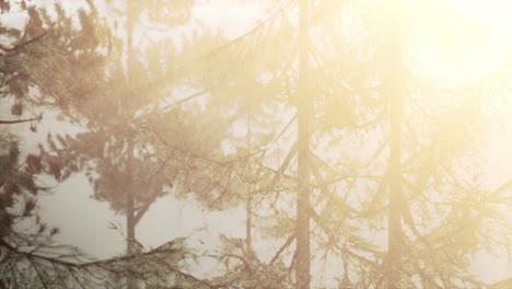 el amanecer del bosque brumoso