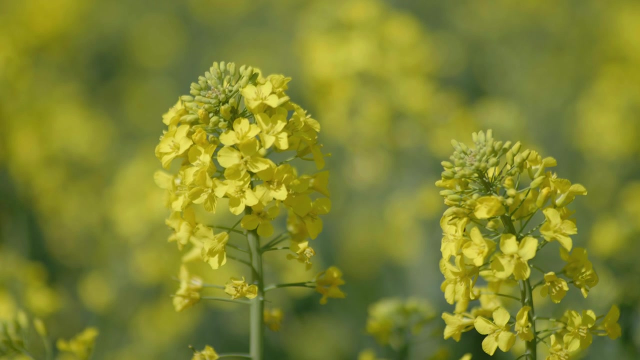 Close-up of beautiful yellow rapeseed flowers growing in the field