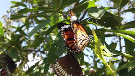 Monarch-butterfly-in-its-natural-habitat-during-spring-in-India---white,-orange,-brown---black-patterned---two-butterflies-slow-motion