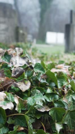 ivy-covered graves in a foggy cemetery