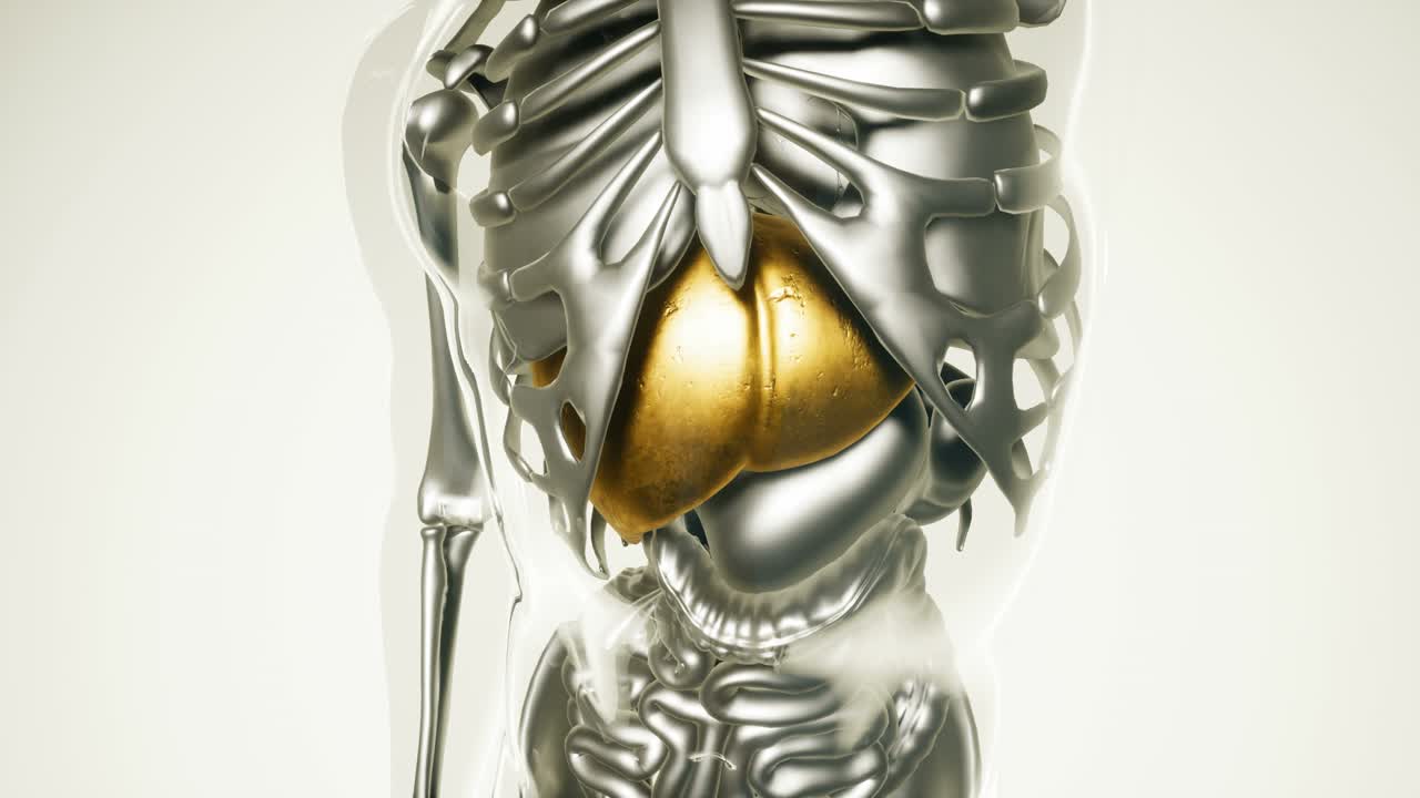 Human Liver Model with all Organs and Bones