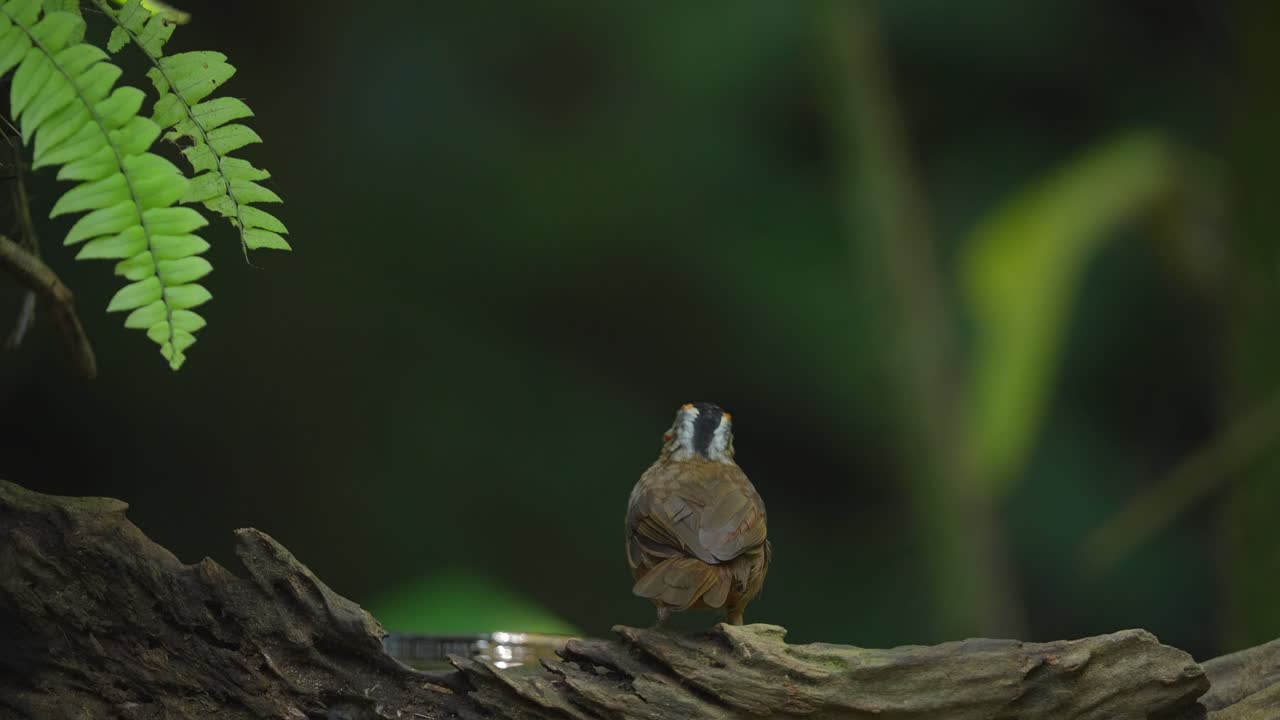 A small bird drinks water and eats an insect in a forest