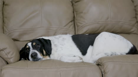 large dog laying on leather couch falling asleep