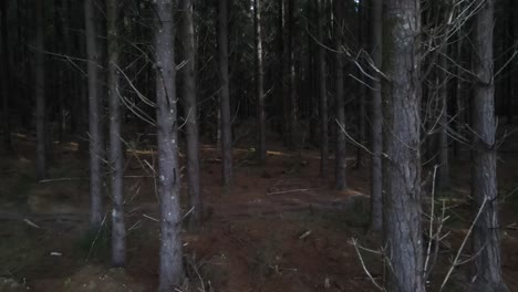 Drone-aerial-moving-backwards-from-a-dark-forest-out-to-expansive-pine-forest