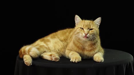 Nice-cat-with-orange-and-brown-stripes-looking-for-something