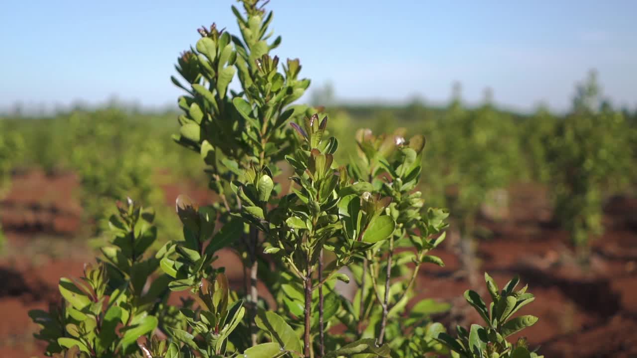 un clip aéreo sobre la planta de yerba mate para revelar una plantación expansiva