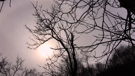 Movimiento-Lento-De-La-Cámara-Captando-La-Luz-Del-Sol-Entre-Las-Ramas-De-Los-árboles,-Principios-De-La-Temporada-De-Primavera