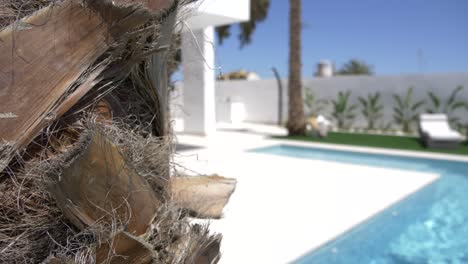 Upclose-Palm-Tree-Pan-Zum-Swimmingpool-Und-Luxusvilla