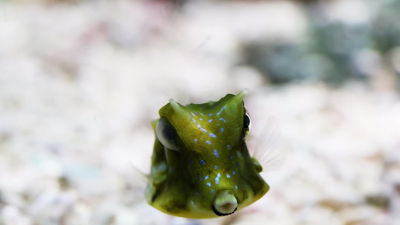 A boxfish with distinctive markings hovers above a sandy, speckled substrate, showcasing its unique shape and colors.