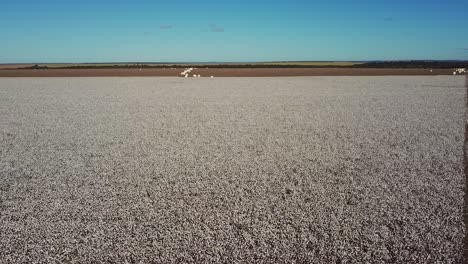 aerial drone shot flying over a partially harvested cotton field