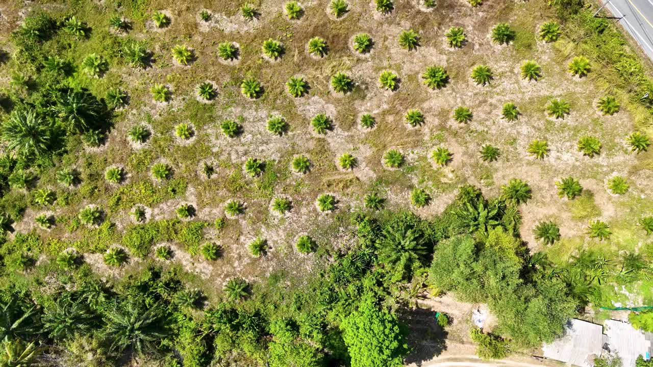 드론 영상은 태국 푸켓의 울창한  재배지를 포착하여 밝은 빛 아래 정렬된 나무 줄을 보여줍니다.