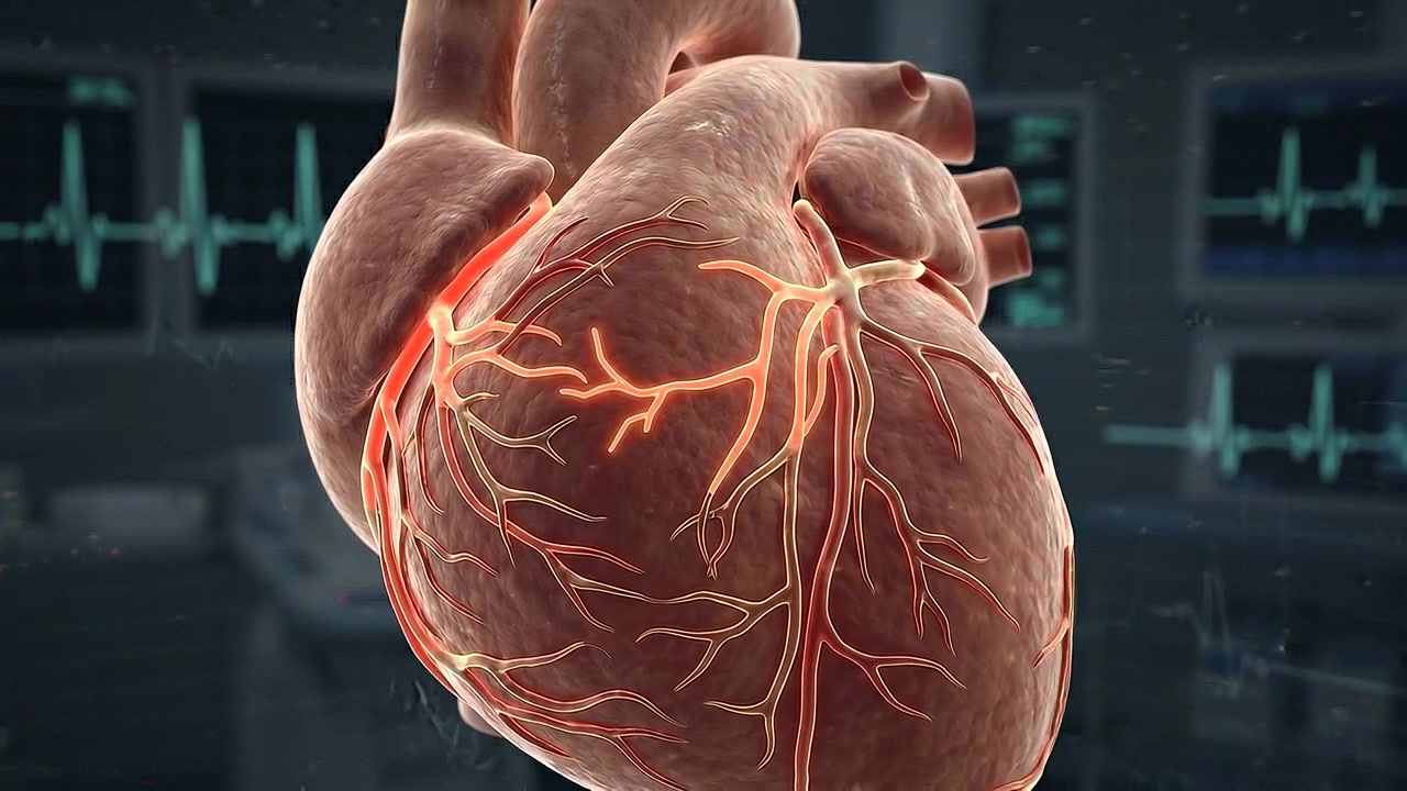 Realistic isolated human heart with branching coronary arteries in medical view