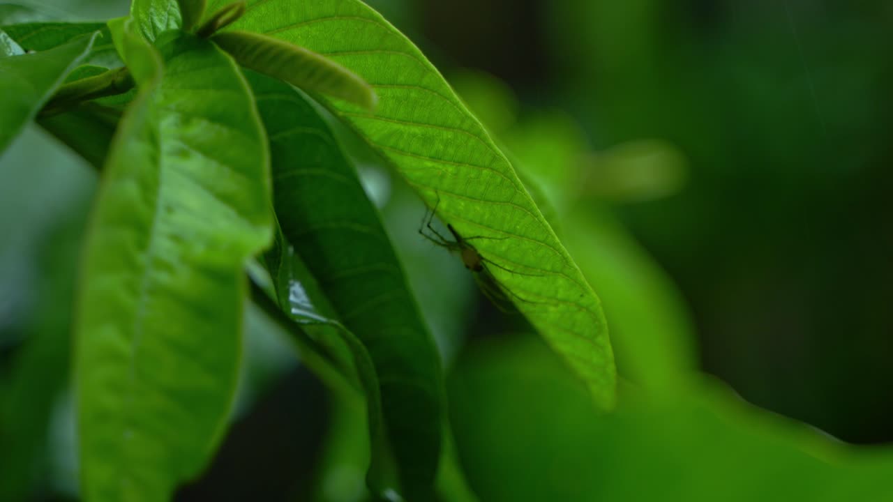 en la temporada de lluvias, el este de la india recibe fuertes lluvias durante la temporada de lluvias