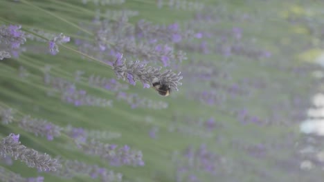 Una-Abeja-Recolectando-Néctar-De-Una-Vibrante-Flor-De-Lavanda-En-Un-Campo-Exuberante