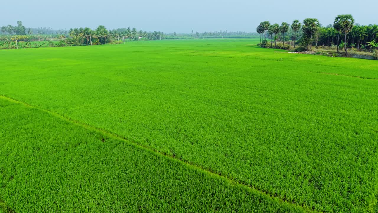 Vista aerea di infinite risaie verdi, delimitate da palme e alberi di cocco, che mette in risalto l'agricoltura vivace, la campagna tropicale, l'agricoltura sostenibile e il pacifico paesaggio rurale.