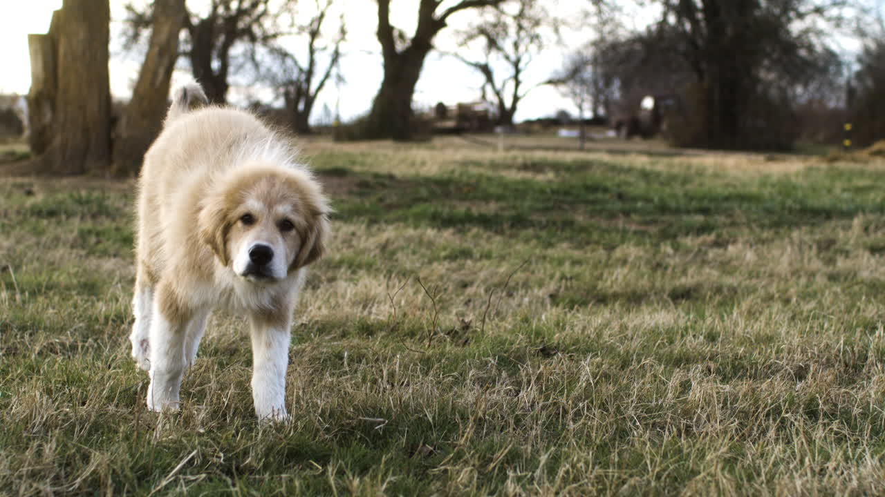 super cámara lenta de correr lindo mezclado grandes pirineos y perro pastor anatolio en el campo de hierba