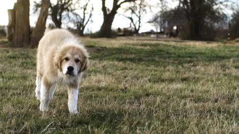 super slow motion shot of running cute mixed great pyrenees and anatolian shepherd dog on grass field