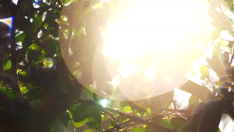 manchas solares y árbol mojado después del riego