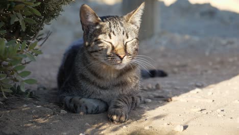 close up shot, scenic view of sleeping cat waking up in the shade under the grass in algarve, portugal, sands and bamboo fences in the background