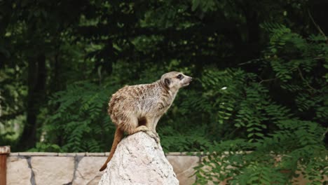 A-vigilant-meerkat-perched-on-a-rock,-carefully-observing-its-surroundings-and-sky