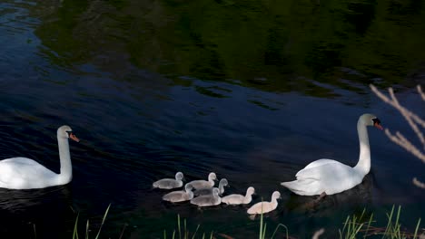 Schwäne-Schwimmen-In-Einem-Teichsee-Mit-Schwänenbabys