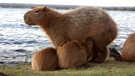 capybara babies suckling from their mother by the lake