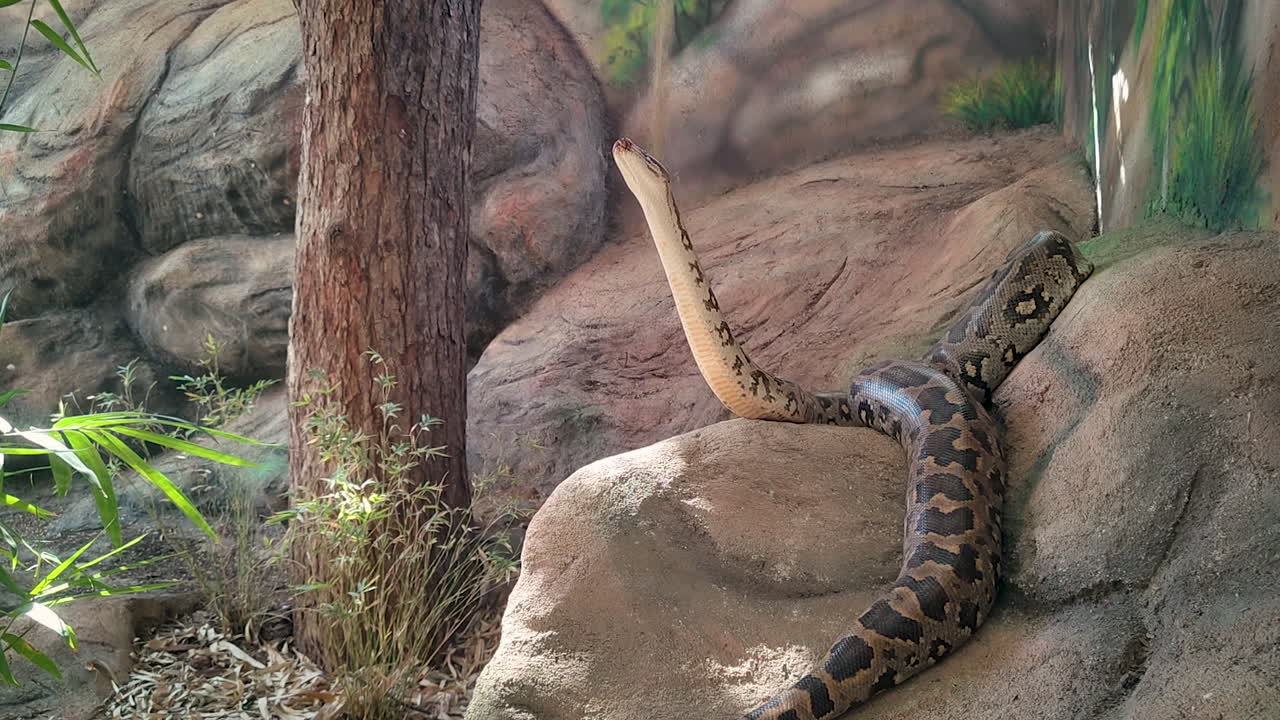 Un enorme pitone birmano solleva la testa e il collo mentre riposa su rocce artificiali in un recinto dello zoo. Ideale per documentari sulla fauna selvatica e contenuti educativi.