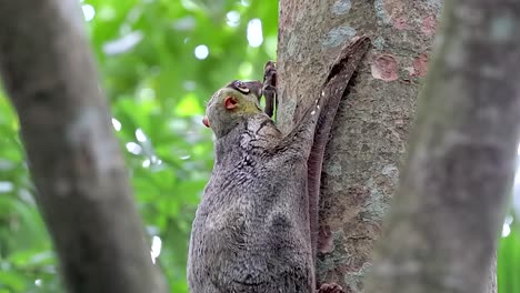 colugo or flying lemur clinging on a tree trunk found in nature's park in singapore - full body shot