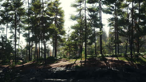 profundos bosques escandinavos en una tarde de verano