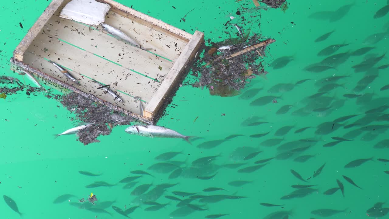 물고기는 바다 쓰레기에서 헤엄친다