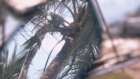 palmera de coco con hojas y cuerda reflejadas en el espejo