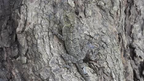 lagarto en el árbol - invisible