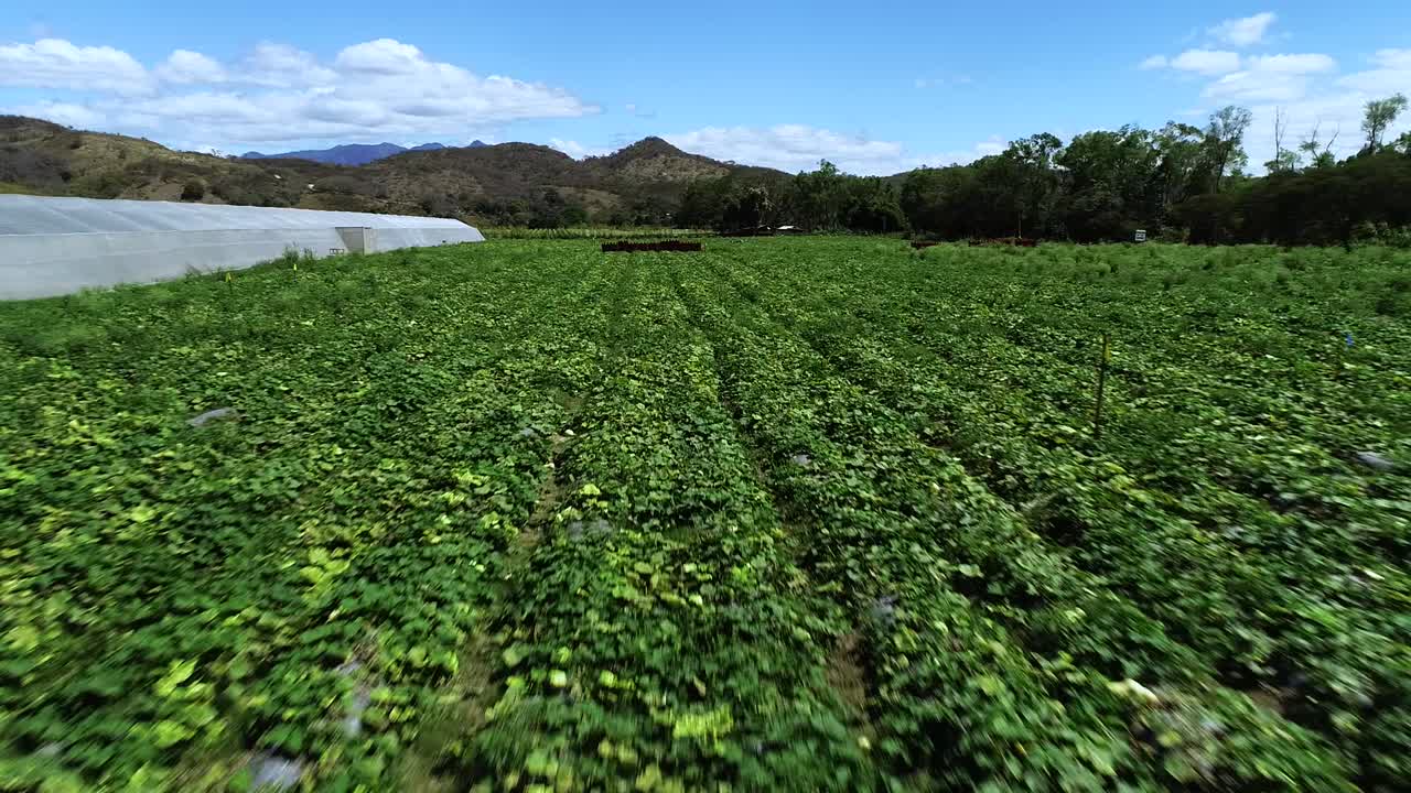 volando sobre un campo de cultivo verde