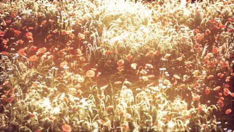 flores silvestres en el atardecer de verano