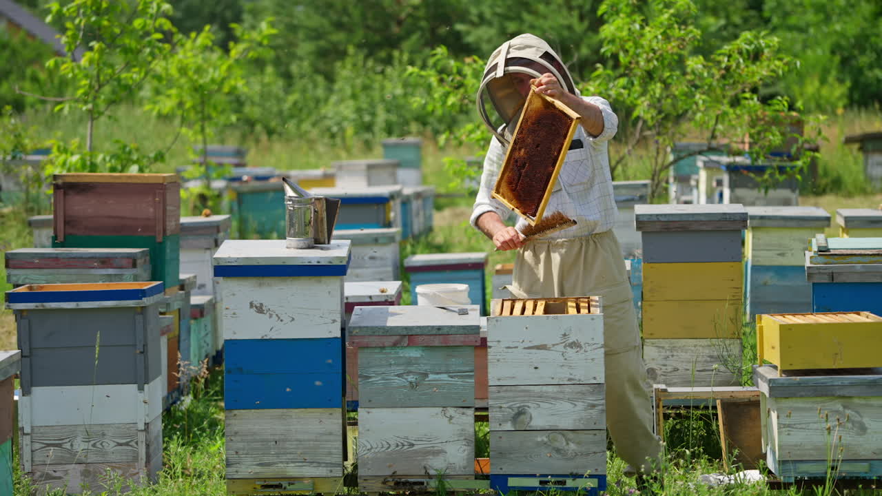 Cleaning off the honey frame from bees. Apiarist uses brush to shake off the insects. Bee farm at backdrop of nature.
