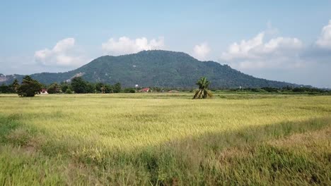 fly through rice paddy field with background bukit mertajam hill.