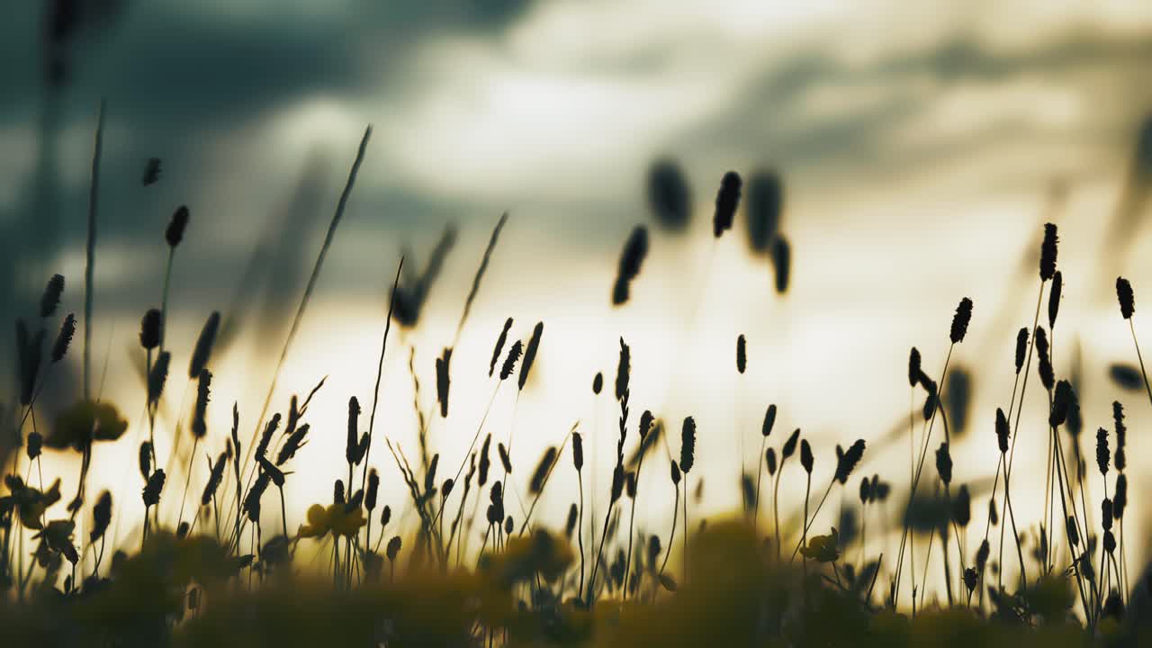 Sunset Silhouette Flowers Blowing in the day at night with a blurry bright blurry background