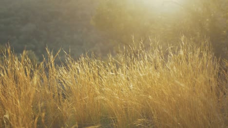 Wunderschönes-Sonnenbeschienenes-Goldenes-Gras,-Das-Im-Wind-Weht