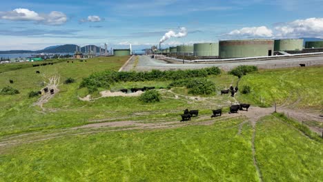 Toma-Aérea-De-Vacas-En-Una-Granja-Con-Tanques-De-Refinería-De-Petróleo-En-Las-Proximidades-De-Las-Tierras-De-Cultivo