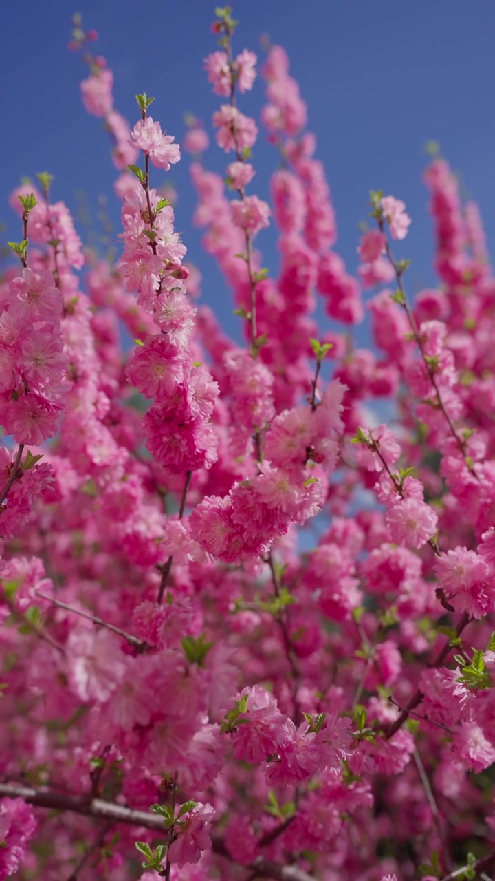 Pink blossoms fill the frame, vibrant against clear blue sky. Petals cluster tightly on slender branches, soft and full. Green buds peek from blooms, hinting at new life emerging