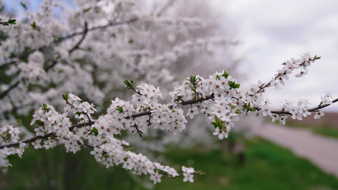 Flowering tree in spring. Flowering tree on the background of nature
