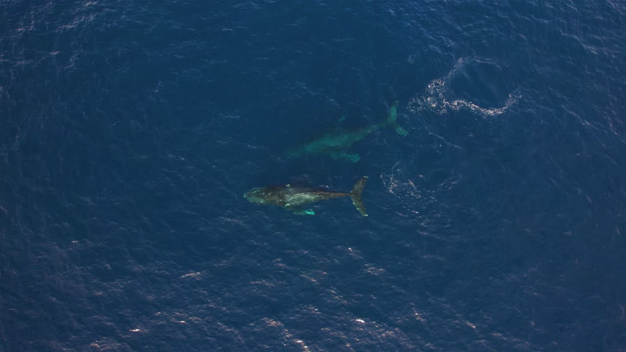 이전에 멸종 위기에 처한 회색 고래 개체수가 회복되고 있습니다 - eschrichtius robustus