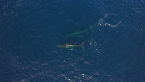 Formerly-endangered-Grey-Whale-population-is-recovering---Eschricthtius-robustus